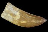 Large, Carcharodontosaurus Tooth #89017-1